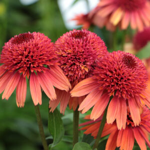 Echinacea compact double Carrot Cake