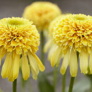Echinacea mid double Lemon Drops