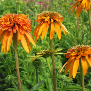 Echinacea tall double Marmalade