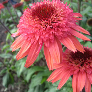 Echinacea tall double Raspberry Truffle