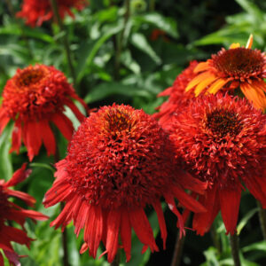 Echinacea compact double Sweet Chili