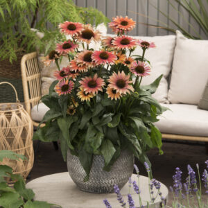 Echinacea compact single Flamingo