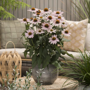 Echinacea compact Single Pink Skipper