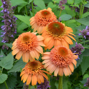 Echinacea mid double Supreme Cantaloupe