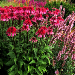 Echinacea mid double Supreme Elegance