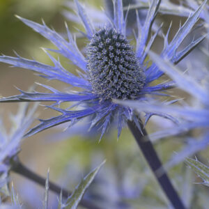 Eryngium x zabellii Big Blue