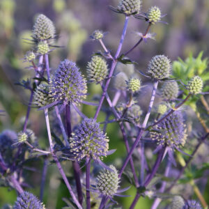 Eryngium Magical® Purple Stars