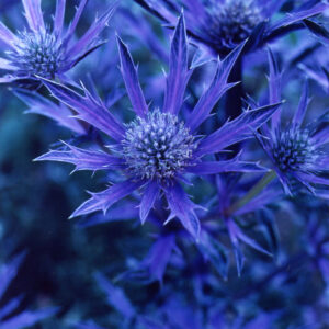 Eryngium Picos Amethyst