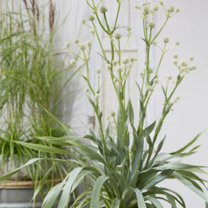Eryngium yuccifolim Magical® Green Globe