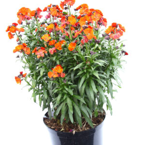 Erysimum Colour Vibe™ Orange