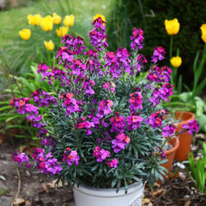 Erysimum Colour Vibe™ Purple