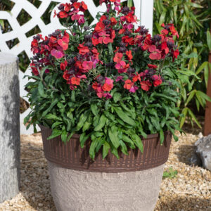 Erysimum Colour Vibe™ Red