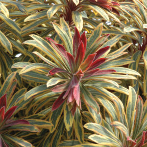 Euphorbia martinii Ascot Rainbow