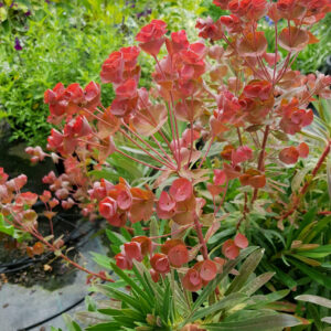 Euphorbia Galaxy Glow