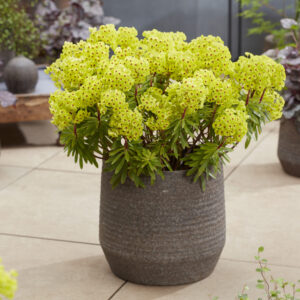 Euphorbia x martinii Little Treasure