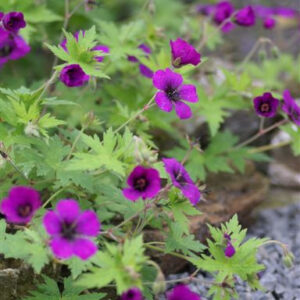 Geranium hybrid Ann Folkard