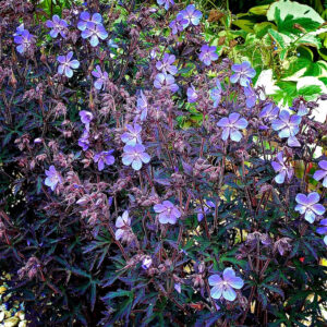 Geranium Pratense Black Beauty