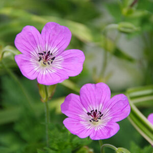 Geranium wallichianum Bloomtime