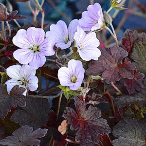 Geranium Dusky Rose