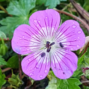 Geranium wallichianum Magical® Delight