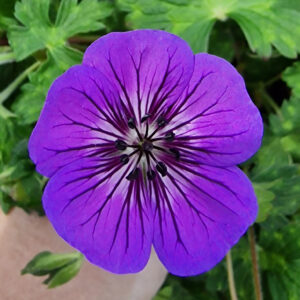 Geranium Wallichianum Mary Anne