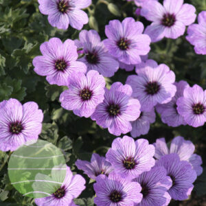 Walter Blom Plants Geranium cinereum Ballerina