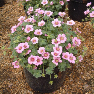 Geranium cinereum Rothbury Gem