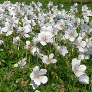 Geranium clarkei Kashmir White