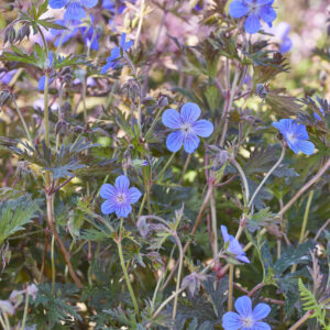 Geranium himalayense Kaya
