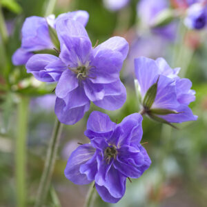 Geranium pratense Azure Skies