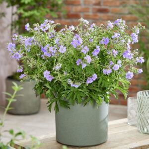 Geranium pratense Cloud Nine