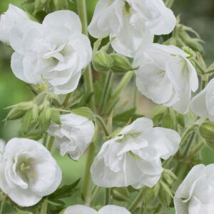 Geranium pratense Laura