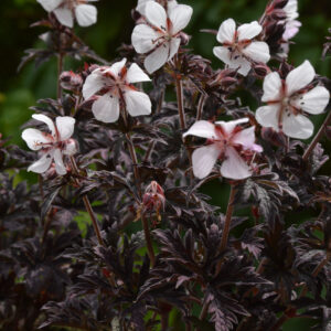 Geranium pratense Midnight Ghost