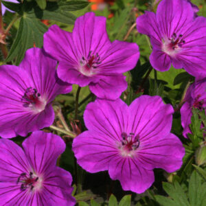 Geranium hybrid Tiny Monster