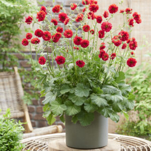 Geum Fire StarterĀ®