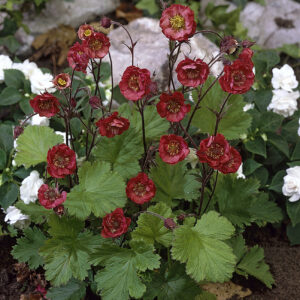 Geum Flames of Passion