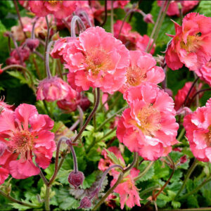 Geum Pink Petticoats