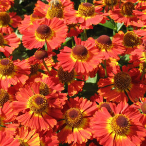 Helenium Mariachi™ Salsa