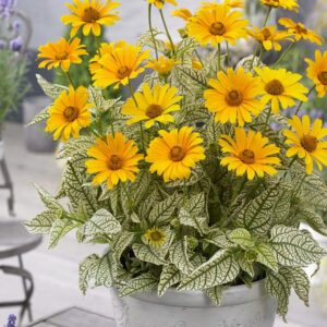 Heliopsis helianthoides Sunstruck