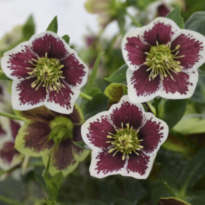 Helleborus orientalis Solar™ Velvet