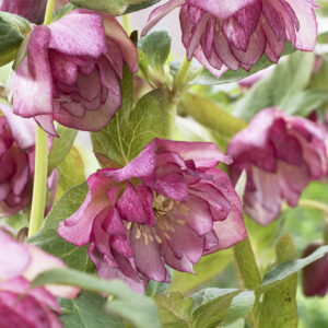 Helleborus orientalis Solar™ Sorbet