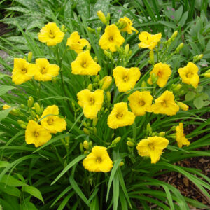 Hemerocallis 500+ Bakabana