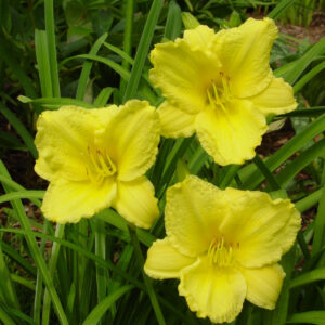 Hemerocallis Re-blooming Big Time Happy