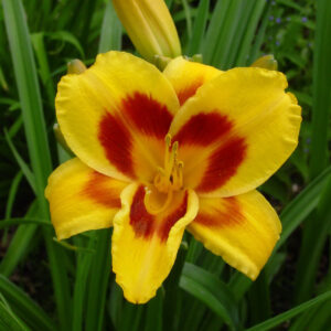 Hemerocallis 500+ Black Eyed Susan