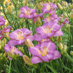Hemerocallis 500+ Entrapment