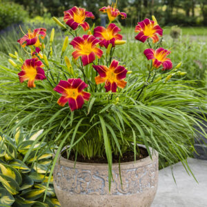Hemerocallis EveryDaylily™ Red Rib