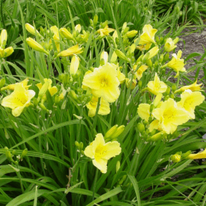 Hemerocallis Re-blooming Happy Returns