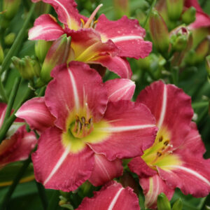 Hemerocallis 500+ Matrousjka