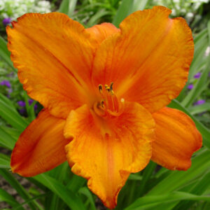 Hemerocallis 500+ My Reggae Tiger