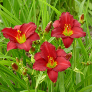 Hemerocallis Re-blooming Pardon Me